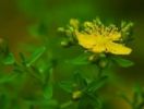 St.John’S Wort P.E.